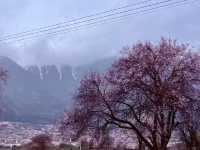 Cherry Blossoms of Nyingchi: A Spring Escape