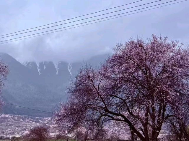 Cherry Blossoms of Nyingchi: A Spring Escape