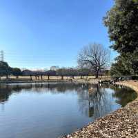 日本大仙公園💕避開人流好去處
