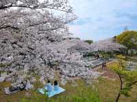 名古屋-荒子川公園賞櫻，漫步河川沿岸的櫻花隧道