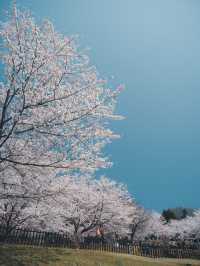 【桜スポット】山梨の新倉山浅間公園