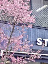 🌸 Tokyo Akihabara Cherry Blossoms – A Hidden Spring Gem! 🌸