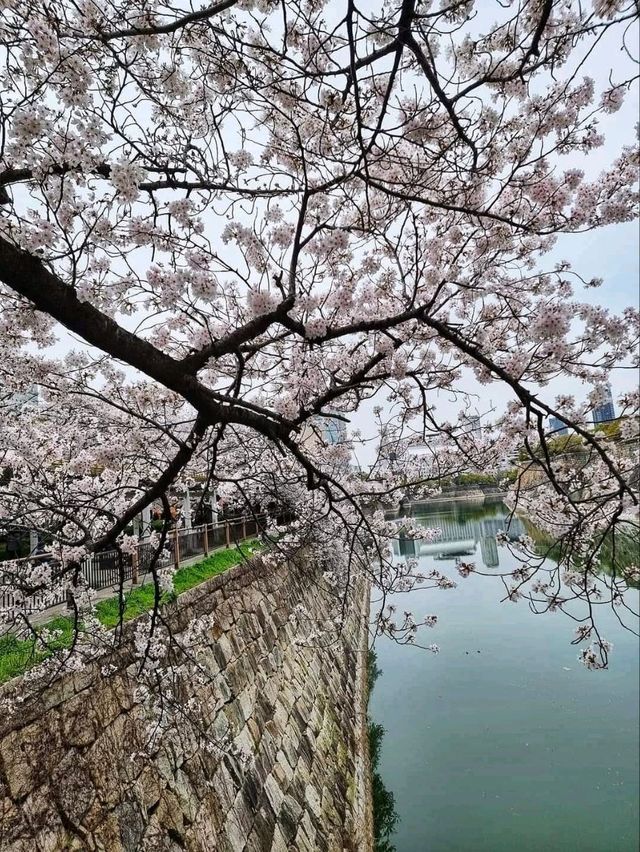 Osaka Castle Park Cherry Blossoms– A Samurai’s Pink Fortress