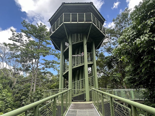 Sepilok Adventures: Where Orangutans Stole My Heart (And Almost My Lunch!)"** 🌿🐒  