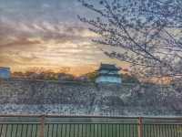 Osaka Castle Park Cherry Blossoms– A Samurai’s Pink Fortress
