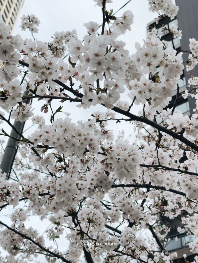 คลองเมกุโระ (Meguro River / 目黒川) ✨