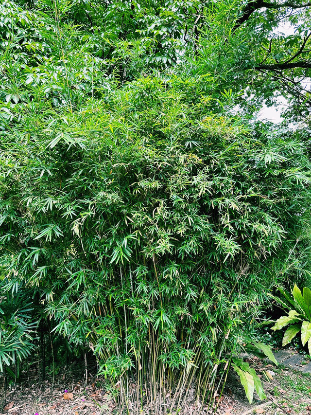 Whispering Greens at Kuala Lumpur Deer Park