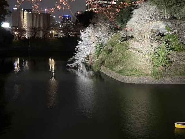 千鳥淵夜櫻美景