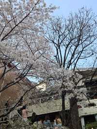 お店の中に桜がある!?桜を見ながらくつろげるカフェ🌸
