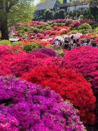 Nezu Shrine Azalea Festival 🌸🌿 | 100 Varieties, 3000 Blooms — Absolutely Breathtaking!