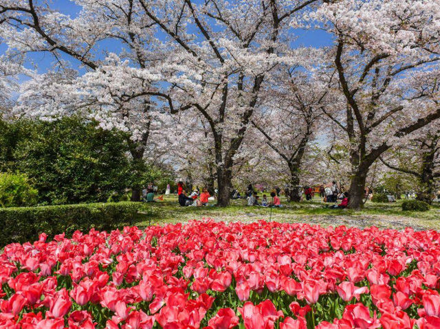 🌿 Kyoto Botanical Gardens: The Ultimate Green Escape (With a Side of Sakura!) 🌸