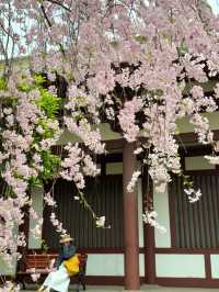 Romantic Sakura at Xi'an Qinglong Temple: A Live Bloom Experience 🌸