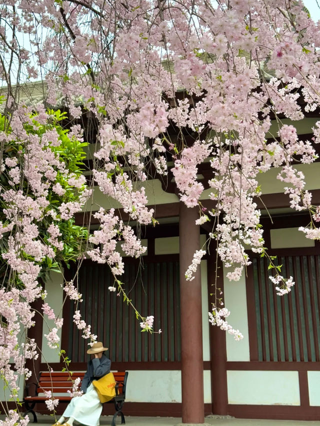 Romantic Sakura at Xi'an Qinglong Temple: A Live Bloom Experience 🌸