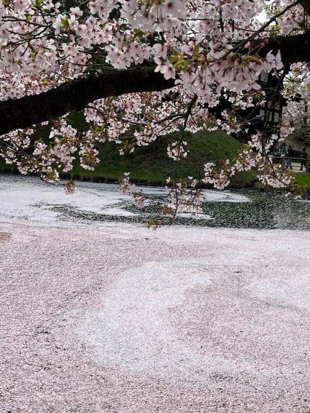 A Floating Blossom Paradise: Cherry Blossoms at Hirosaki Park