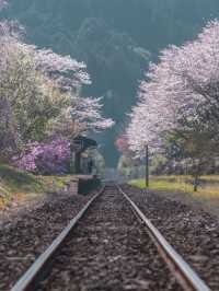 A Hidden Gem: Cherry Blossoms at Kareigawa Station