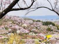 🇯🇵福島 有見過那麼色彩鮮艷的山坡嗎？ 🌼🌸