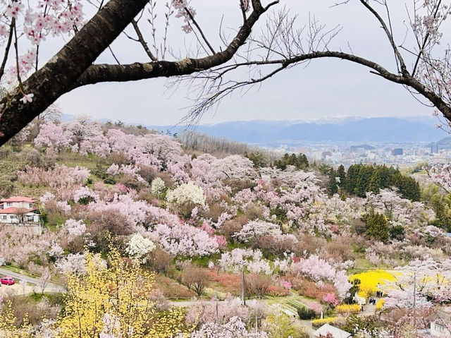 🇯🇵福島 有見過那麼色彩鮮艷的山坡嗎？ 🌼🌸