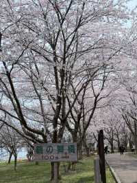 Japan's Only Crane-and-Sakura Duet