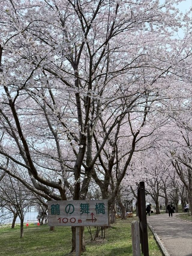 Japan's Only Crane-and-Sakura Duet