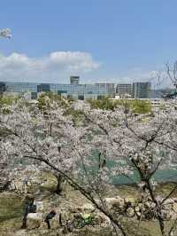 【広島】広島城桜まつり