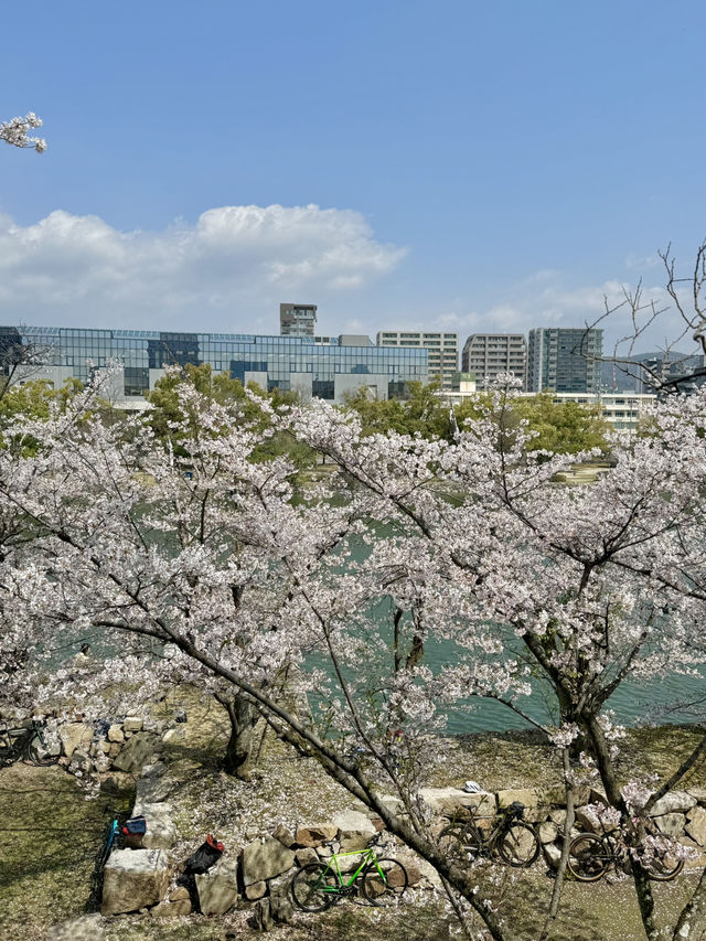 【広島】広島城桜まつり