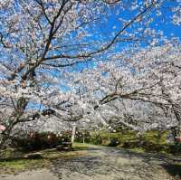 海と空の水色、桜のピンク。コントラストが美しい。