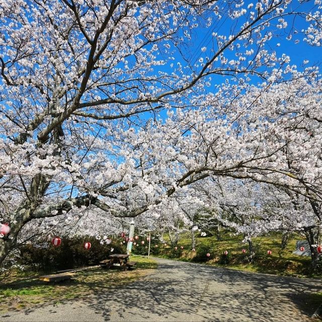 海と空の水色、桜のピンク。コントラストが美しい。