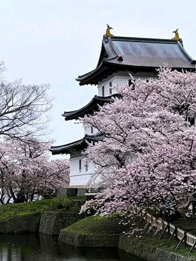 Matsumae Park Cherry Blossoms