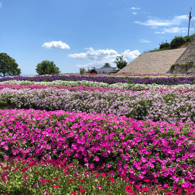 🇯🇵【兵庫県】兵庫県立公園 あわじ花さじきへ行こう！