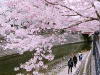 Ōoka River Cherry Blossom Walk: Yokohama's Best-Kept Sakura Secret