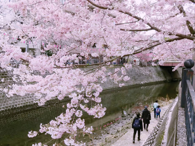 Ōoka River Cherry Blossom Walk: Yokohama's Best-Kept Sakura Secret