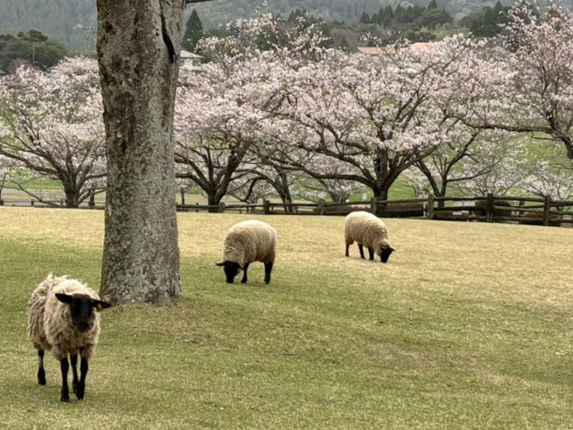 鹿兒島四日快閃追櫻