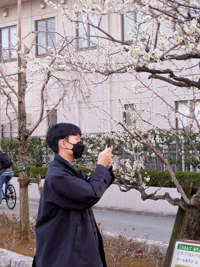 東京的兩種節奏：閃耀的鐵塔與靜靜盛開的街角櫻