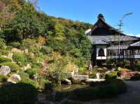 🍂 Secret Zen & Matcha Breaks: A Morning at Saifukuji Temple 🍂  