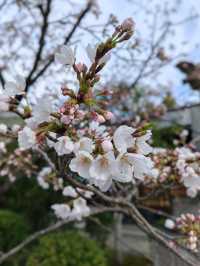 #古都的樱花之韵 #日本京都