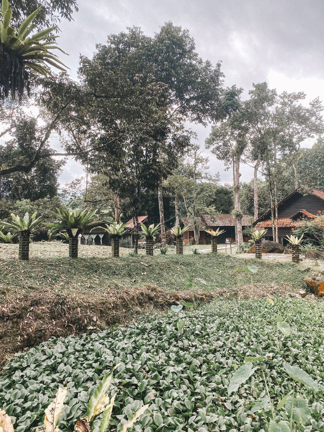 Nature's Therapy 🌿🌱🌳