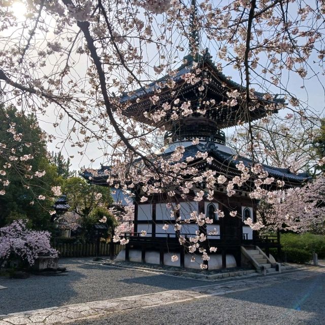 Peaceful Blossoms at Hompō-ji Temple