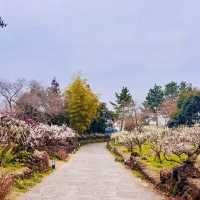 Jeju's Norimae: Seriously Pretty Photo Spot! 📸🌸🌳