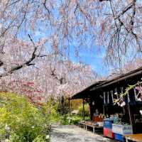 京都-原谷苑，此生必看的櫻花勝地！