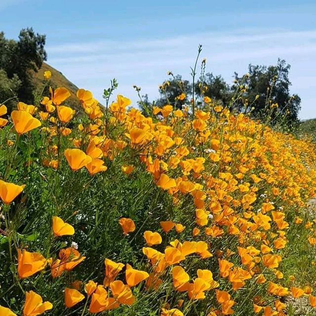 Lake Elsinore Super Bloom – Lake Elsinore, CA