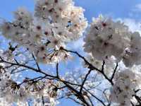 東京最熱鬧的櫻花祭典：上野公園春日漫遊🌸