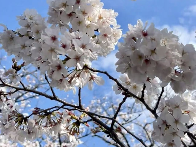 東京最熱鬧的櫻花祭典：上野公園春日漫遊🌸