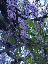 【山口グルメ】道の駅おふく・西八幡宮