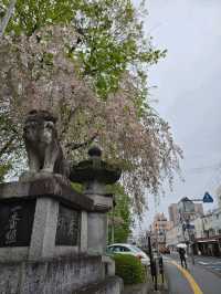 枝垂れ桜の美しい神社🌸