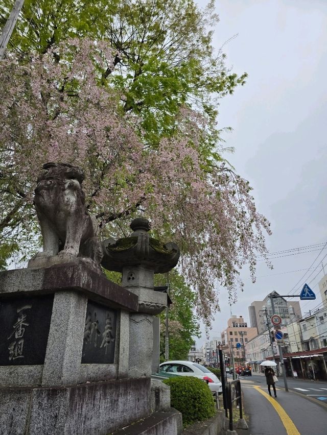 枝垂れ桜の美しい神社🌸