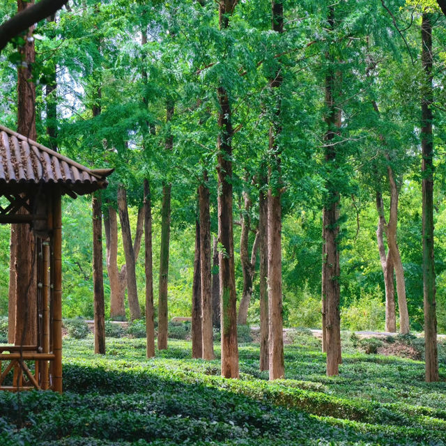 ​滿庭芳郊野花園 - 綠油油的世界