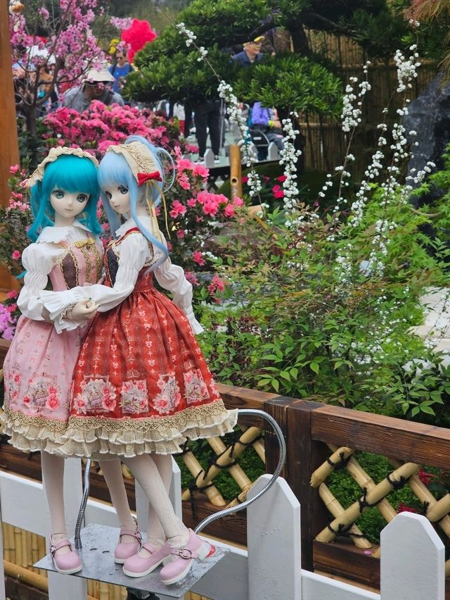維多利亞公園鮮花任賞
