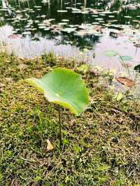 Lotus Dreams & Windy Chimes – A Hidden Gem in Cyberjaya!