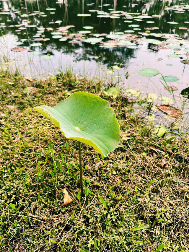 Lotus Dreams & Windy Chimes – A Hidden Gem in Cyberjaya!