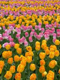Keukenhof Park is Absolutely Stunning! 🌷